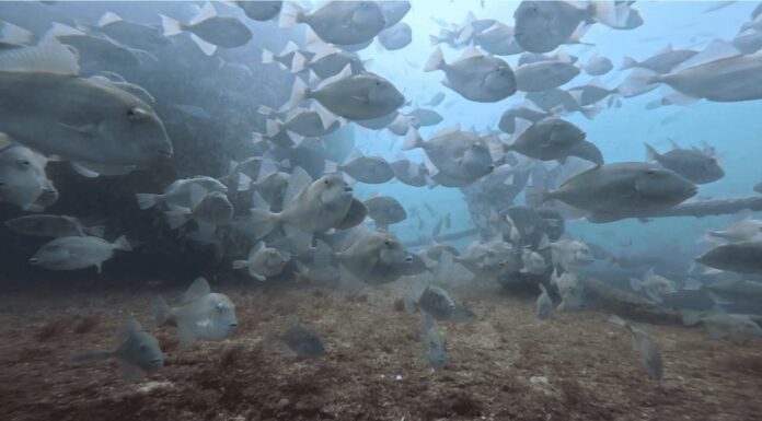 Arrecife artificial de exbuque Suchiate listo para recibir a visitantes