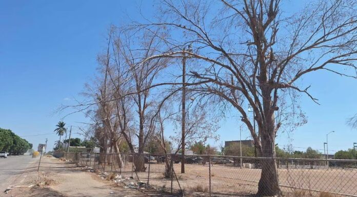Eucaliptos sufren por plagas y enfermedades en Cajeme