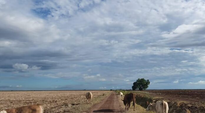 Esperan ganaderos que julio y agosto sean de más lluvias