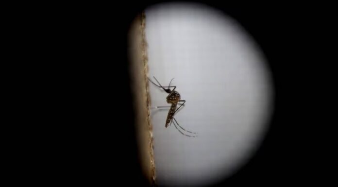 Reportan los primeros 5 casos de dengue en Sonora