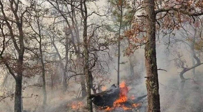 Espera Protección Civil Sonora sofocar en 2 días el incendio forestal de Yécora