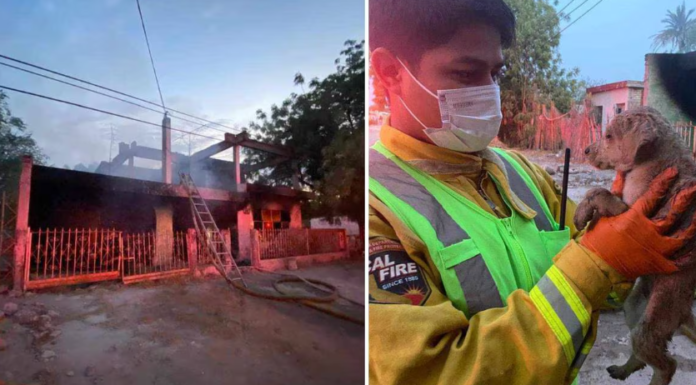 Rescata Bomberos a adulto mayor y tres cachorros de un incendio