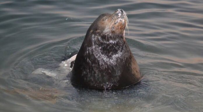 Rescatan y atienden a un lobo marino atacado por tiburón en Peñasco