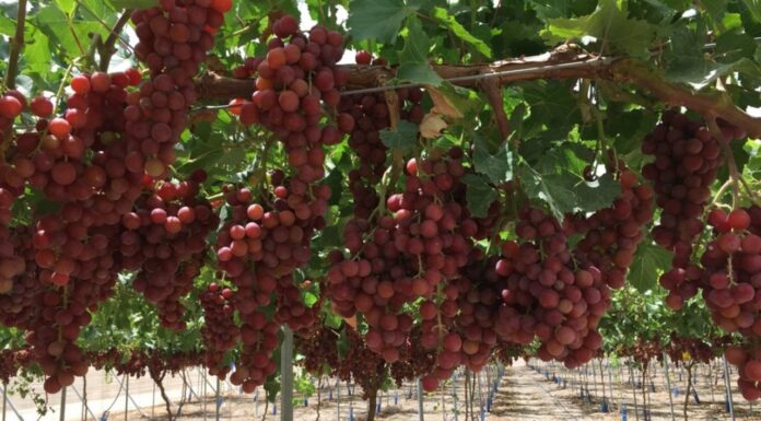 Sequía impacta producción de uva sonorense