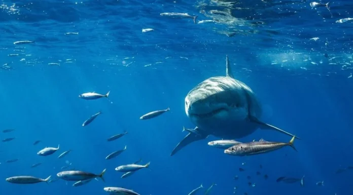 Lanzan alerta a pescadores por avistamiento de tiburón blanco en playas de Empalme