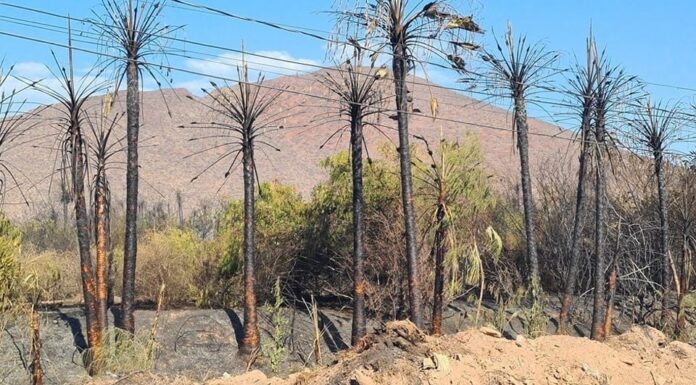 Incendio forestal en Guaymas deja secuelas en los vecinos y daños severos a la fauna