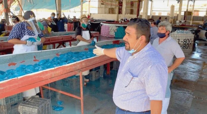 Registran Guaymas y Empalme producción récord de aguamala