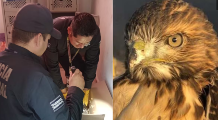 Rescate de Halcón deshidratado en el parque industrial de Sahuaripa