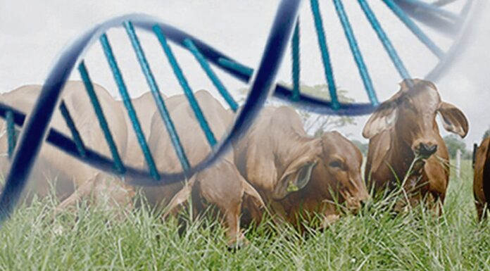 Ganaderos sonorenses recibirán apoyo para mejoramiento genético