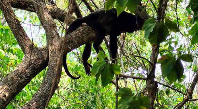 Suman 220 monos muertos en el sureste de México por el calor