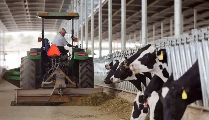 ‘Golpea’ calor la producción de leche en el Valle del Yaqui