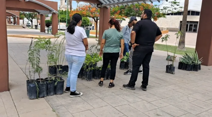 Invita Ecológia Municipal a sumarse a campañas de donación de árboles