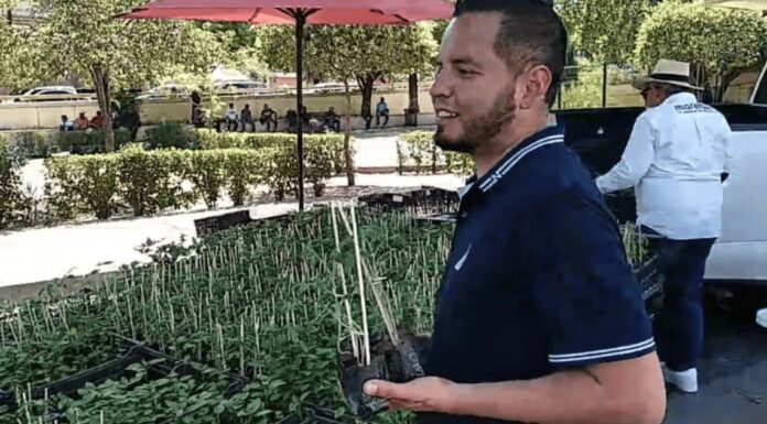 Regalan más de dos mil plantas de chiltepín y tomate en Nogales