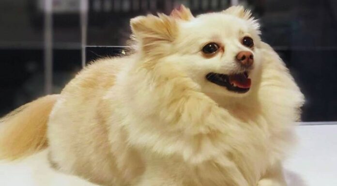 Muere perrita ‘Channel’: iba a limpieza dental y la entregaron sin vida