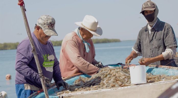 Cosecha de camarón proyecta cifras récord en Sonora