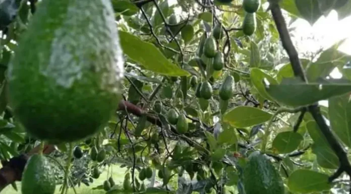 Estados Unidos suspende importación de aguacate michoacano