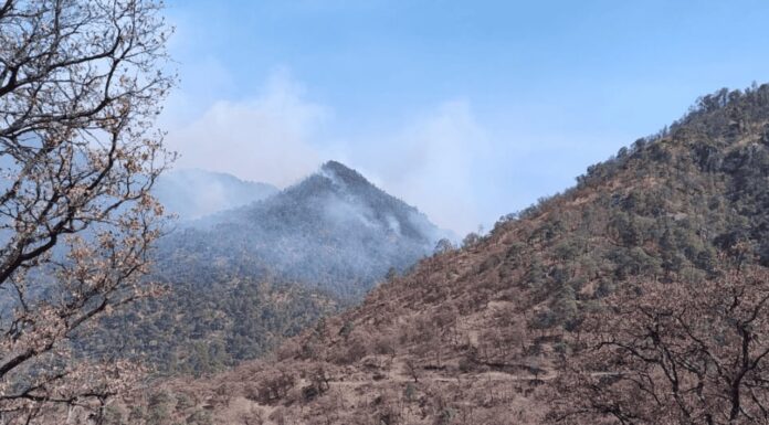 Incendio forestal en Yécora es extinguido