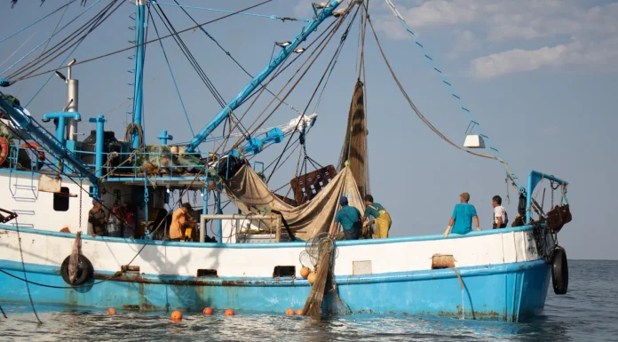 Industria pesquera resiste adversidades de ‘El Niño’