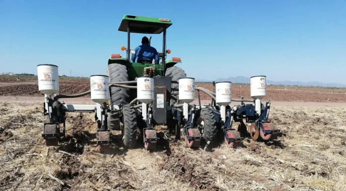 Afirman organismos que tendrán disminución de siembra en sur de Sonora