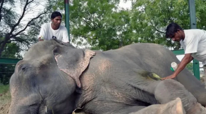 El rescate de Raju: el paquidermo que conmovió al mundo