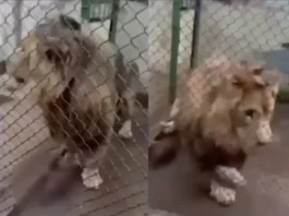 ¡Un león en el Edomex! Hallan al felino en una casa y lo aseguran
