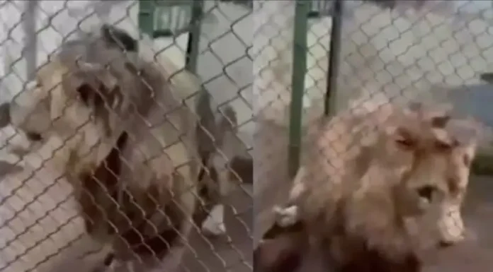 ¡Un león en el Edomex! Hallan al felino en una casa y lo aseguran