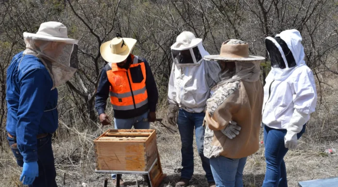 Aumenta mortandad de abejas por el calor