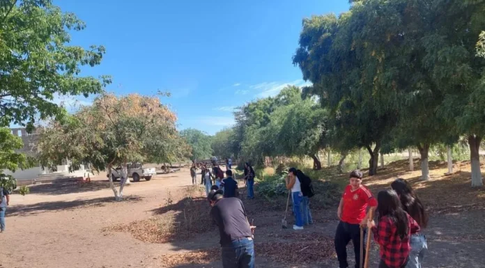 Se talarán 10 millones de árboles en territorio yaqui