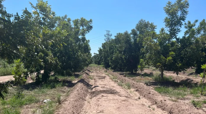 Valle del Yaqui, libre de plagas en nogal
