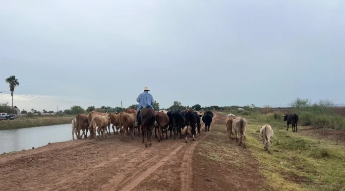 Lluvias fortalecen al sector ganadero del Valle del Yaqui