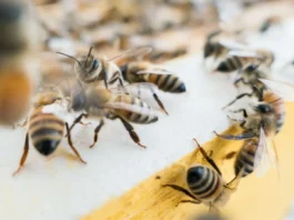 Ataques de abejas en Sinaloa dejan 1 muerto y 17 heridos