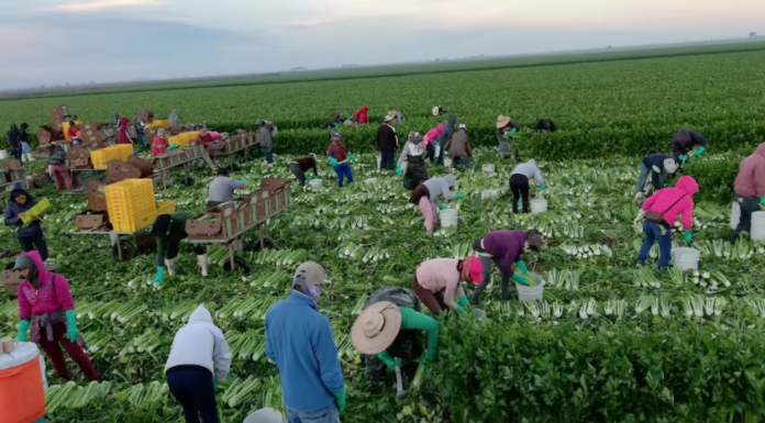 Con altas y bajas concluye ciclo de hortalizas en el Valle del Yaqui