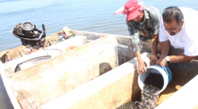 Voltean pescadores del Oviáchic hacia la acuacultura