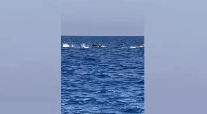 Avistan a 200 delfines en el Mediterráneo