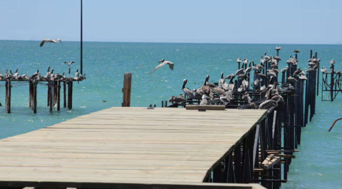 Bomberos de Hermosillo se desplazan a Bahía de Kino para buscar a hombre desaparecido en el mar