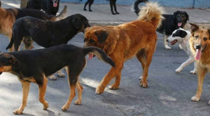 Atiende Salud Sonora a 45 enfermos de rickettsia este 2024