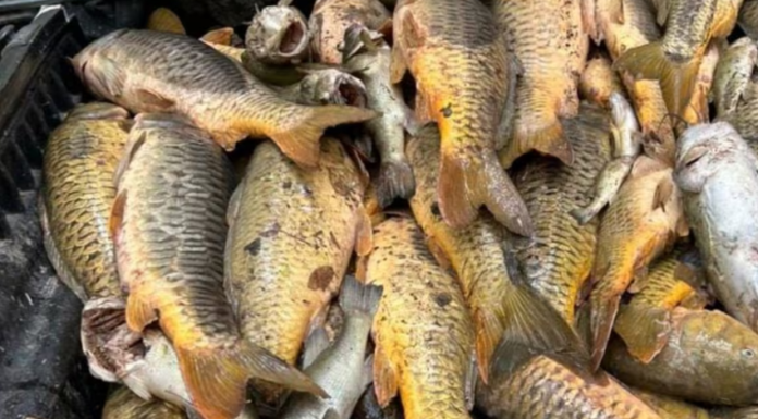 Mortandad de casi 2 toneladas de peces en Río Yaqui no fue por contaminación: UMPC