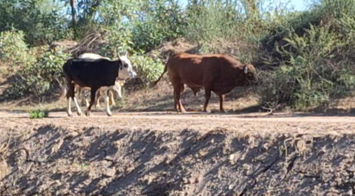 Favorecen recientes lluvias a ganaderos de Sonora