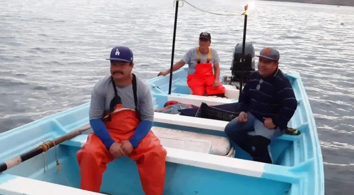 Buzos piden más pulseras repelentes de tiburones en Guaymas y Empalme; solo 60 las tienen