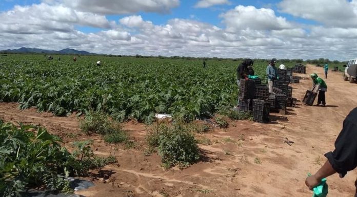 Más de 8 mil jornaleros reactivarán campos agrícolas en el valle de Guaymas y Empalme