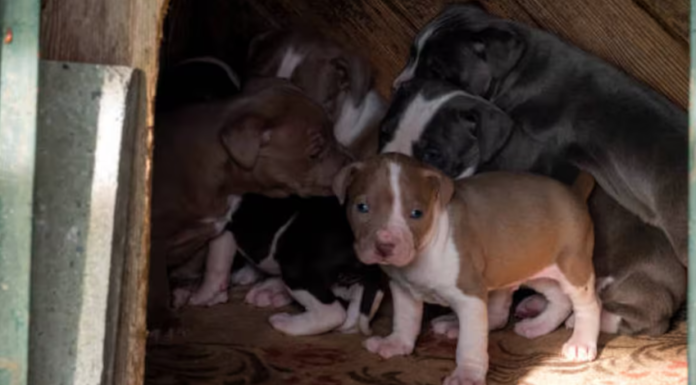 Pata de Perro llevará acabo el Croquetón con el fin de apoyar a más de 30 perros en adopción