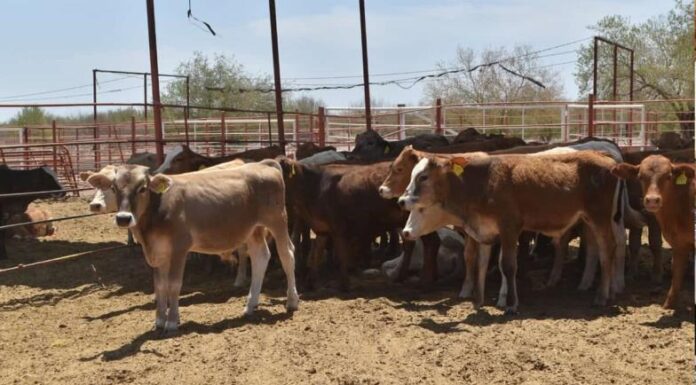 Ganaderos del Valle del Yaqui libres de abigeato