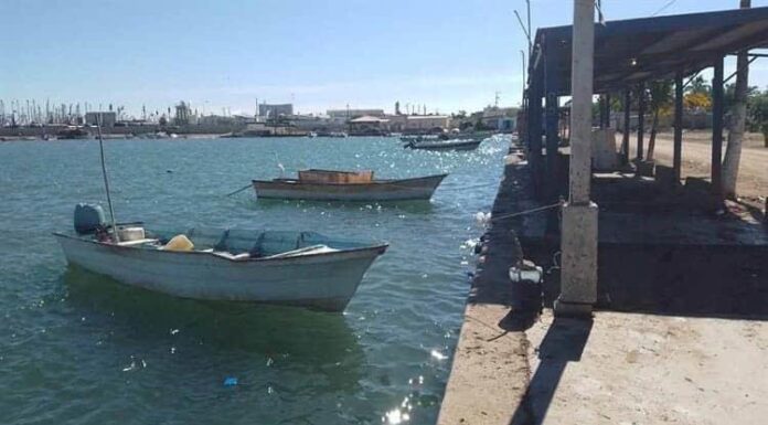Pescadores de Yavaros confían que será una buena temporada de jaiba