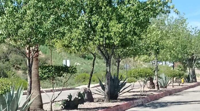 Grupo México dona más de 30 mil árboles a Nogales para reforestación