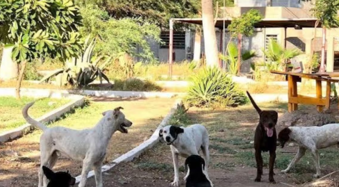 Detectan zonas con mayor problema de animales callejeros