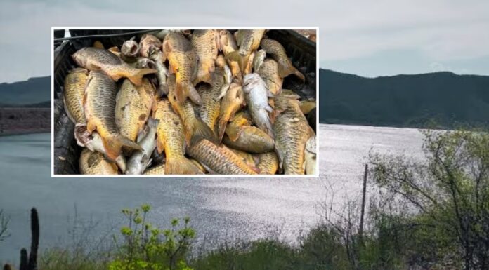 Atribuyen mortandad de peces en Río Yaqui a falta de oxigenación