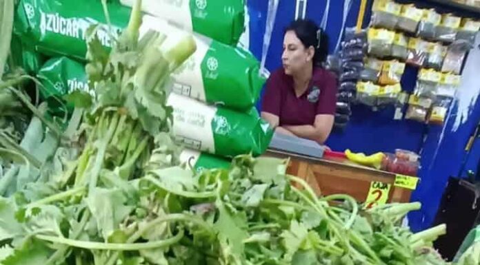 Precio del cilantro ¡POR LAS NUBES! Sube en un 400% en Ciudad Obregón
