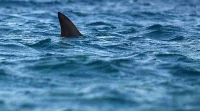 ¡Tiburones a la vista!