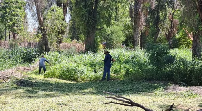 Realizan en Parque Infantil trabajos para retirar maleza