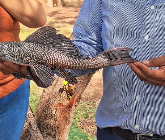 Temen por proliferación del pez diablo